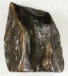 Triceratops Shed Tooth - Montana #20586-2